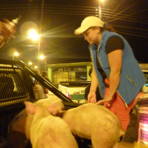 EL GOBIERNO PARROQUIAL DE BORJA REALIZA DE LA ENTREGA DE CERDOS A LOS BENEFICIARIOS DEL PROYECTO "MEJORAMIENTO GENÉTICO EN PORCINOS"